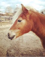 Reitbeteiligung für unseren Haflinger Adrian Nordrhein-Westfalen - Jüchen Vorschau