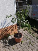 Birkenfeige Ficus benjamina Zimmerpflanze Thüringen - Unterweißbach Vorschau