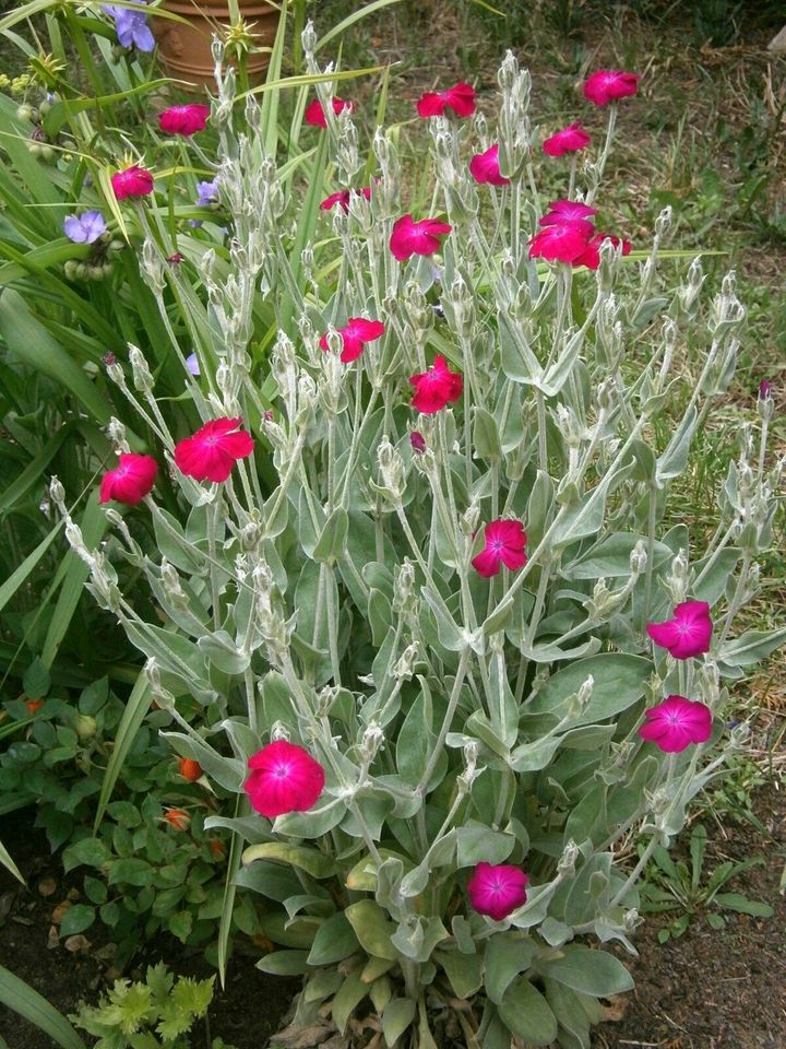 SAMEN -  VEXIERNELKE KRONEN-LICHTNELKE PINK - SILBERNE BLÄTTER in Lutherstadt Wittenberg