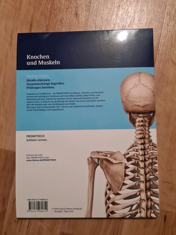 Prometheus Lernposter der Anatomie, Knochen und Muskeln, Medizin in Greifswald