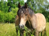 Pferdeweide Pferde Weide Samen Ponny Koppel Futter Saatgut Horse Baden-Württemberg - Neuenstein Vorschau