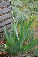 Deutsche Schwertlilie kurz vor der Blüte, Freilandpflanze Rheinland-Pfalz - Bad Kreuznach Vorschau