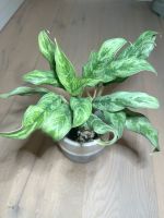 Aglaonema, Kolbenfaden. Baden-Württemberg - Börtlingen Vorschau