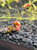 je 3 Orange PHS Schnecke Aquarium rot Wandsbek - Hamburg Farmsen-Berne Vorschau