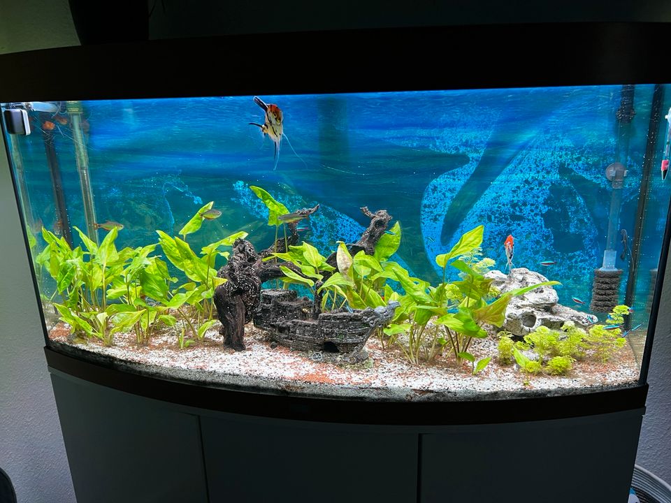 Juwel Aquarium 260l mit Unterschrank und Zubehör in Hannover