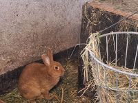 1 Jahr altes Kaninchen Niedersachsen - Schwarme Vorschau