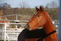 Pflegebeteiligung - Umgang mit Pferden Sachsen - Klipphausen Vorschau