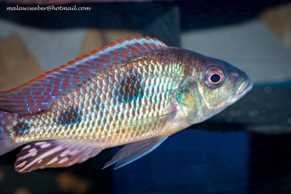 Zuchtgruppe Otopharynx tetrastigma, Malawi Buntbarsch in Taura