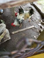 2 junge Hähne  zum Verkauf oder zum Tausch ( Hühner) Nordrhein-Westfalen - Gelsenkirchen Vorschau