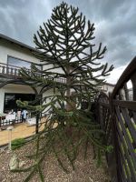 Chilenische Schmucktanne, Araucaria, Andentanne Rheinland-Pfalz - Dieblich Vorschau