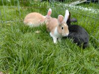 3 Kaninchen ( 2 Weibchen braun / 1 Männchen schwarz) Köln - Porz Vorschau