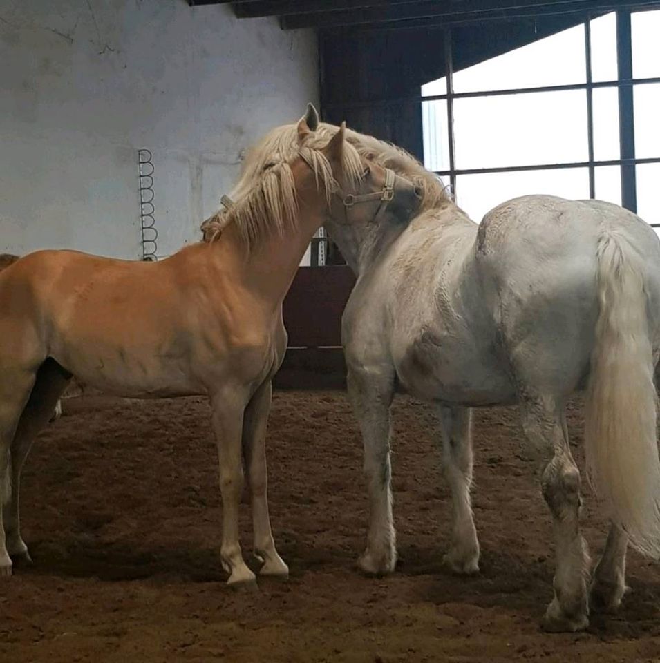 Hübscher 2.Jähriger Haflinger Wallach in Hamm