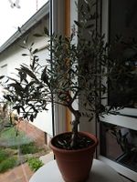 älterer Olivenbaum aus Italien Bonsai Olive knorriger Stamm Bayern - Lichtenfels Vorschau