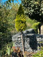 Gold Thuja Lebensbaum Zypresse Säule Niedersachsen - Wolfsburg Vorschau