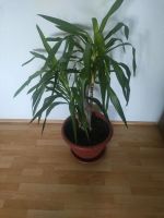 Yucca Palmen Zimmerpflanzen Baden-Württemberg - Leimen Vorschau