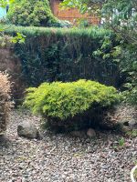 Pflanzen Busch, Pflanze, Garten zu verschenken Brandenburg - Bernau Vorschau