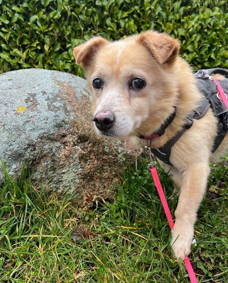 Zauberhafter PEPE ❤️ a.d. Tierschutz sucht seine Familie in Dänischenhagen