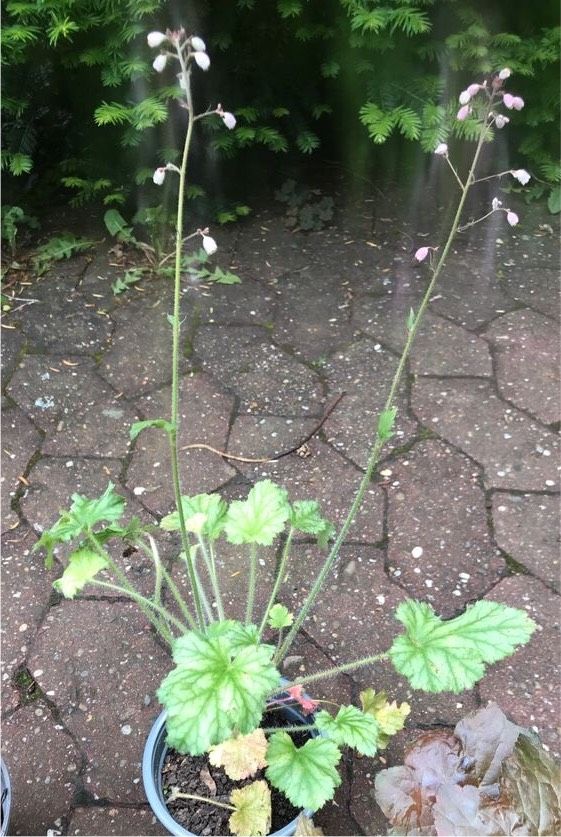 Heuchera purpurglöckchen in Mainz