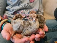 Küken westfälische Totleger Huhn Hühner Baden-Württemberg - Neukirch Vorschau