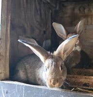 Kaninchen Hasen Böcke Dahme/Mark-Kemlitz - Heideblick Vorschau