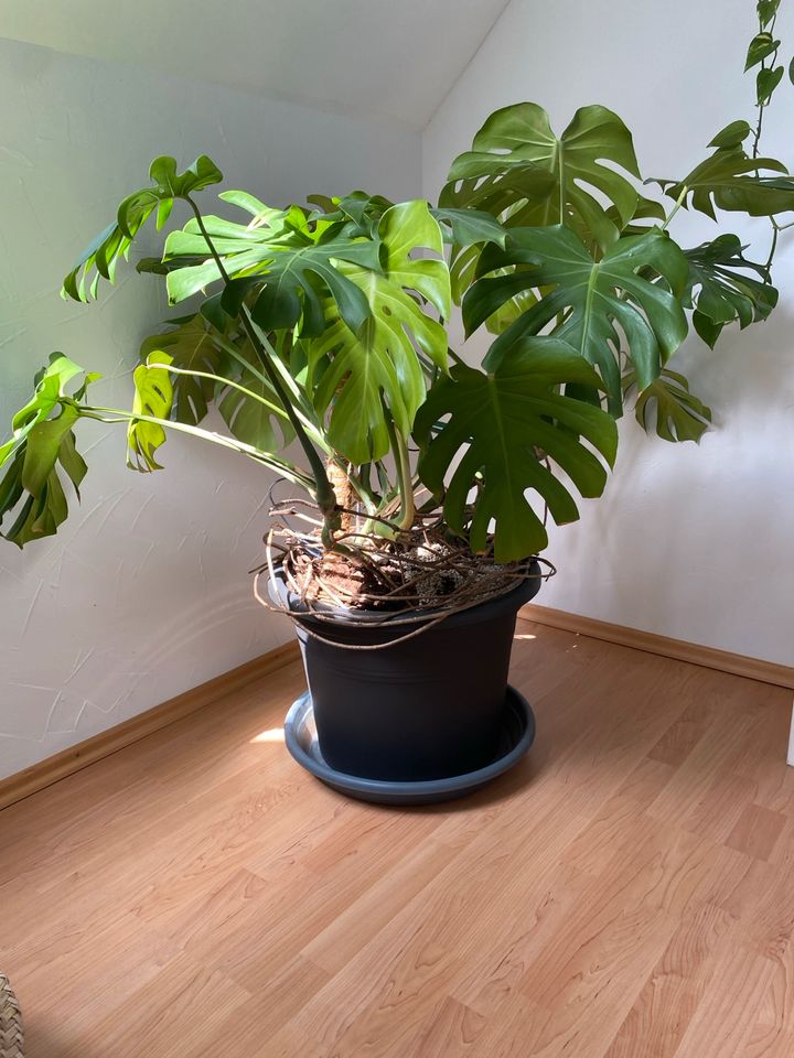 Monstera groß in Forst