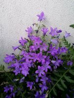 Pflanze: Dalmatiner Polster - Glockenblume , Campanula Baden-Württemberg - Heidelberg Vorschau