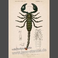 Vintage Poster Plakat "Emperor of Scorpion" von Charles D'Orbigny Friedrichshain-Kreuzberg - Friedrichshain Vorschau