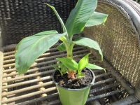 Zimmerbanane Musa tropicana  20 cm hoch Schleswig-Holstein - Gremersdorf Vorschau