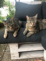 Wir vermissen immer noch unsere beiden Katzen Baden-Württemberg - Bühl Vorschau