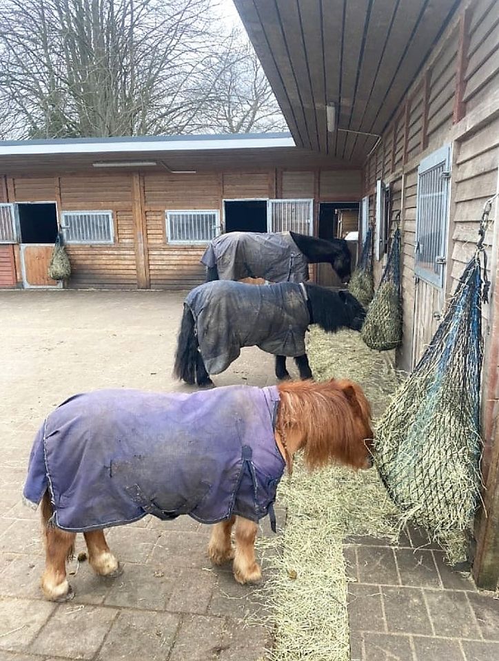 Pferdeliebhaber aufgepasst! Hofstelle in Top-Alleinlage mitten in Ostfriesland in Hesel