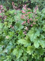 grünblättrige Heuchera, Purpurglöckchen, Staude Pflanzen Thüringen - Tonna Vorschau