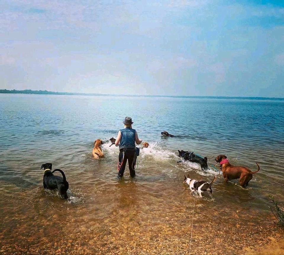 Gassiservice Leipzig mobile Hundebetreuung Dogwalker in Leipzig