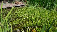 Aloides stratiotes (Krebsschere, Wasseraloë) fast zu verschenken Nordrhein-Westfalen - Krefeld Vorschau