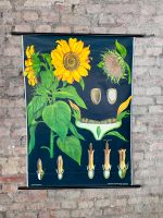 Botanische Vintage Wandkarte Sonnenblume Hagemann Poster Pflanzen Elberfeld - Elberfeld-West Vorschau