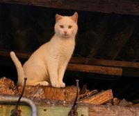 Weißer Hauskater Brandenburg - Dahme/Mark Vorschau