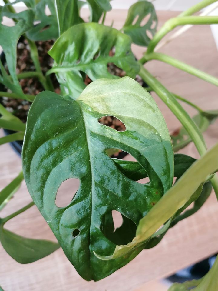 Monstera Adansonii NoID VARIEGATA (Aurea? Green On Green?) Stecki in Witten