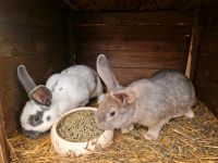 Junge Kaninchen Saarland - Bous Vorschau
