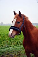 Halfter grau schwarz Gr. Cob Nordrhein-Westfalen - Oer-Erkenschwick Vorschau