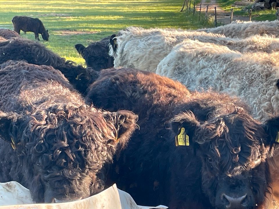 Galloways von helenhof in Groß Oesingen