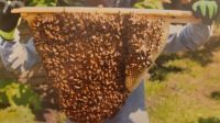 Bienenvolk Top bar hive Brandenburg - Falkensee Vorschau