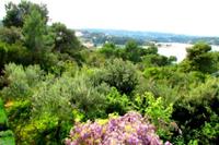 * Kroatien ­ Split * Ackerland / Olivenplantage auf der malerischen Insel Solta Nordrhein-Westfalen - Mettmann Vorschau