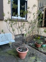 Oleander zu verschenken Nordrhein-Westfalen - Witten Vorschau