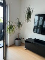 Schöne Palme, große und gesunde Pflanze Hessen - Taunusstein Vorschau