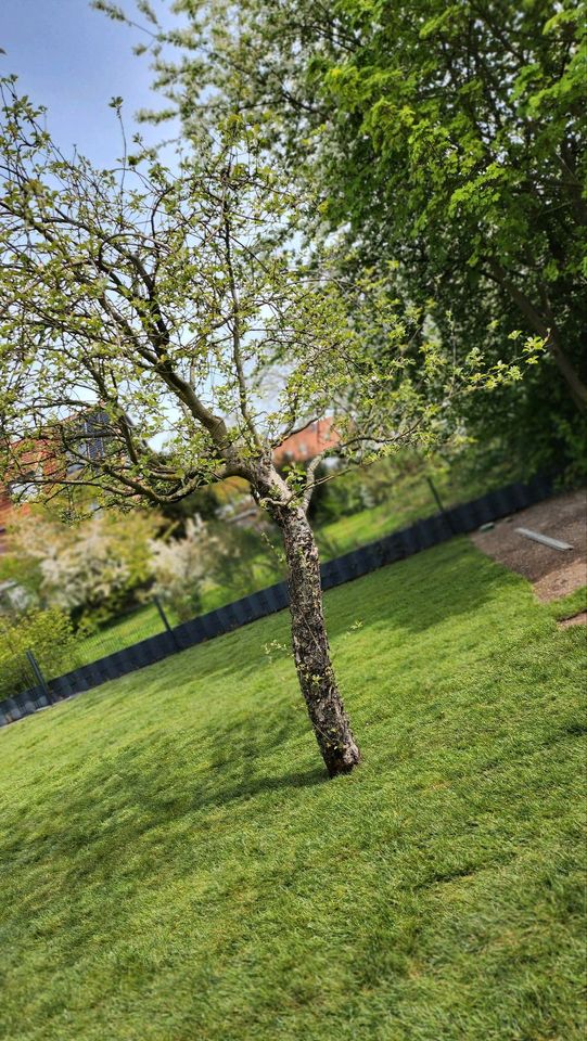 BS-Baum & Gartenpflege hat wieder Termine frei !! in Braunschweig