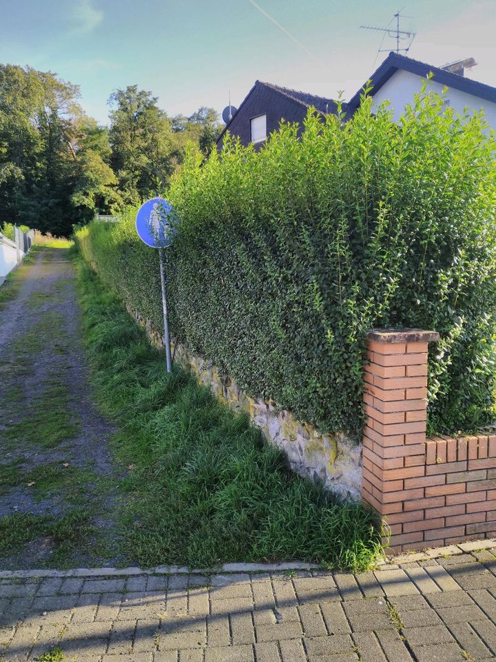 Heckenschneiden, Heckenschnitt, Grünschnitt, Gartenpflege in Reiskirchen