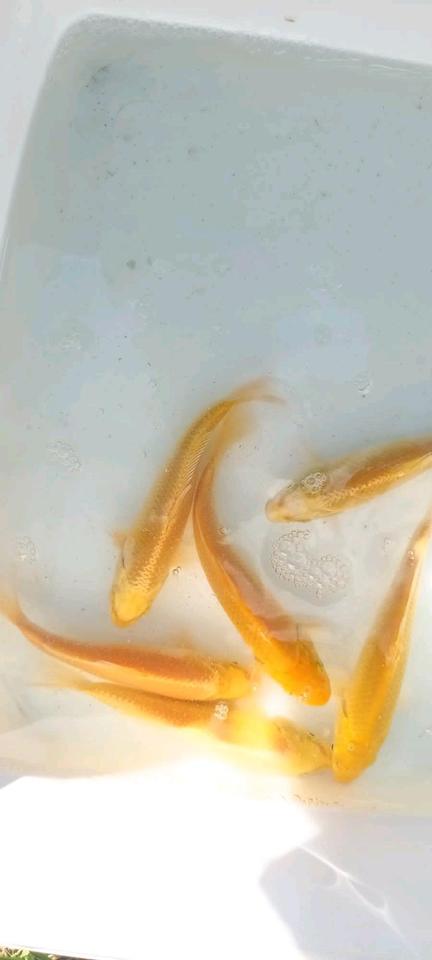 ♥♥Yamabuki Kois super gold Gelb einmalig top Farben Koi Teich♥♥♥♥ in Berlin