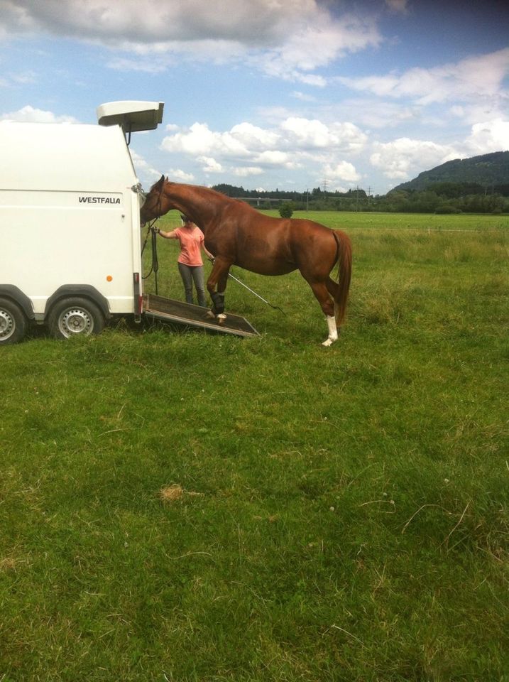 Ganzheitliches Pferdetraining/Horsemanship Training in Waltenhofen