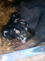 Berkshire-KuneKune Mixferkel Hessen - Alheim Vorschau