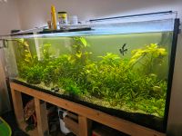 1000l Aquarium mit fast allem und Untergestell Niedersachsen - Uplengen Vorschau