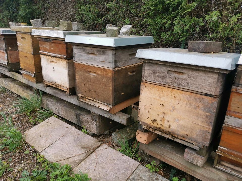 Dadant Bienen Wirtschaftsvolk zu verkaufen in Unterschleißheim